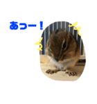 シマリス どんぐり（個別スタンプ：15）
