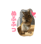 シマリス どんぐり（個別スタンプ：16）