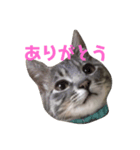 サバトラのラテ（個別スタンプ：3）