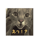 サバトラのラテ（個別スタンプ：7）