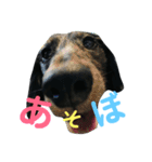 ミニチュアダックスフンド チップ（個別スタンプ：1）