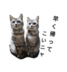 にゃん子＆しーま＆猫達（個別スタンプ：1）