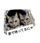 にゃん子＆しーま＆猫達（個別スタンプ：2）