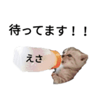 にゃん子＆しーま＆猫達（個別スタンプ：3）