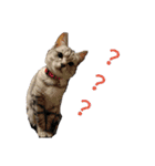 にゃん子＆しーま＆猫達（個別スタンプ：10）