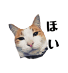 にゃん子＆しーま＆猫達（個別スタンプ：11）
