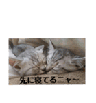 にゃん子＆しーま＆猫達（個別スタンプ：12）