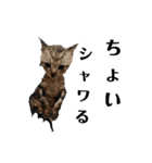 にゃん子＆しーま＆猫達（個別スタンプ：17）