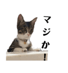 にゃん子＆しーま＆猫達（個別スタンプ：21）