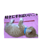 にゃん子＆しーま＆猫達（個別スタンプ：27）