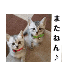 にゃん子＆しーま＆猫達（個別スタンプ：31）