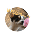 犬のピノ2（個別スタンプ：1）