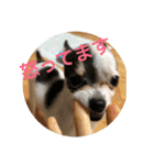 犬のピノ2（個別スタンプ：2）
