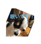 犬のピノ2（個別スタンプ：3）