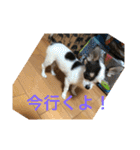 犬のピノ2（個別スタンプ：4）
