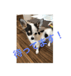 犬のピノ2（個別スタンプ：7）