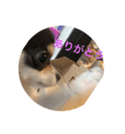 犬のピノ2（個別スタンプ：9）