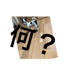 犬のピノ2（個別スタンプ：10）