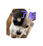 犬のピノ2（個別スタンプ：11）