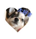 犬のピノ2（個別スタンプ：12）