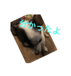 犬のピノ2（個別スタンプ：13）