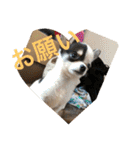 犬のピノ2（個別スタンプ：14）