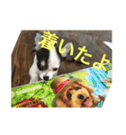 犬のピノ2（個別スタンプ：15）
