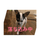 犬のピノ2（個別スタンプ：16）