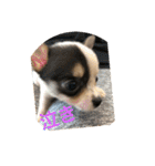 犬のピノ2（個別スタンプ：17）