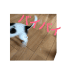 犬のピノ2（個別スタンプ：18）