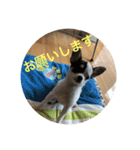 犬のピノ2（個別スタンプ：20）