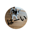 犬のピノ2（個別スタンプ：22）