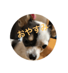 犬のピノ2（個別スタンプ：23）