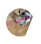 犬のピノ2（個別スタンプ：25）