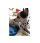 犬のピノ2（個別スタンプ：27）
