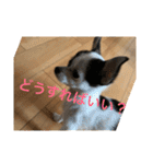 犬のピノ2（個別スタンプ：30）