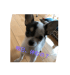 犬のピノ2（個別スタンプ：32）