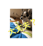 犬のピノ2（個別スタンプ：33）