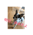 犬のピノ2（個別スタンプ：34）