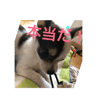 犬のピノ2（個別スタンプ：35）