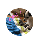 犬のピノ2（個別スタンプ：36）
