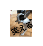 犬のピノ2（個別スタンプ：37）