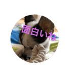 犬のピノ2（個別スタンプ：38）