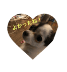 犬のピノ2（個別スタンプ：39）