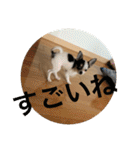 犬のピノ2（個別スタンプ：40）