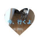 犬のピノ4（個別スタンプ：1）