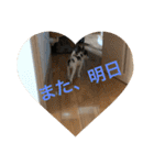 犬のピノ4（個別スタンプ：2）