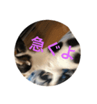 犬のピノ4（個別スタンプ：3）