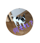 犬のピノ4（個別スタンプ：4）