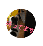 犬のピノ4（個別スタンプ：5）